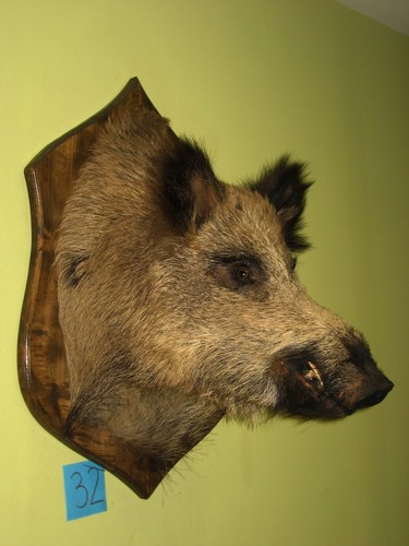 Wildschweinkopf groß - , +