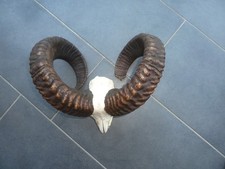 Mufflon Widder Geweih kapit