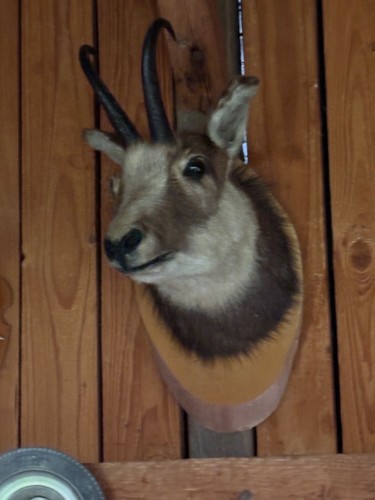 Gamsbock tierpräparat jagd - tierpräparat,
