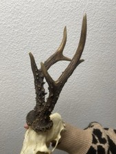 Rehbock Rehgeweih 480g