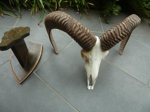 Mufflon widder geweih - widder,