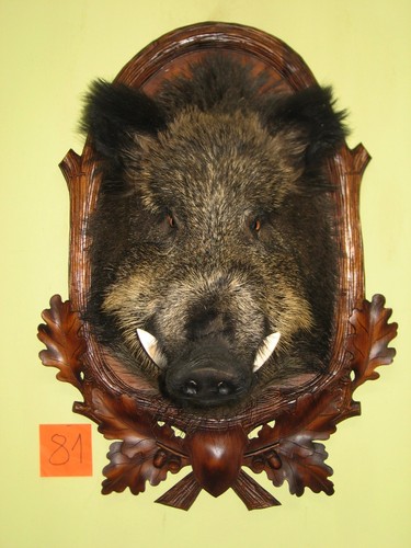 Wildschweinkopf groß - , (81)