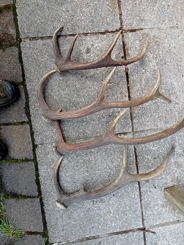 Abwurfstangen rothirsch - abwurfstangen,