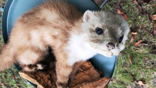 Jagdtrophäe tierpräparat - jagdtrophäe,