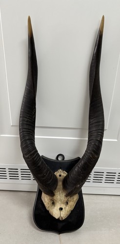Nyala antilope trophäe geweih - nyala,