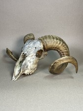 Schöner Widderschädel