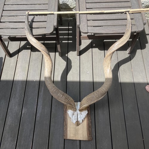 Kudu antilope trophäe groß - antilope, trophäe,