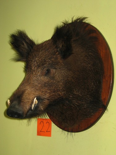 Wildschweinkopf mittel - , +