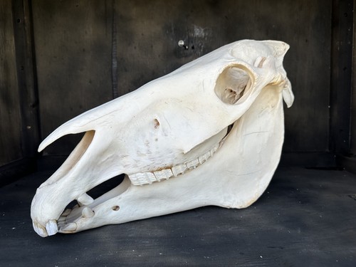 Neu steppenzebra schädel - steppenzebra,