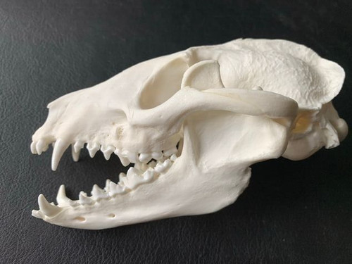 Schädel marderhund a1 - marderhund,