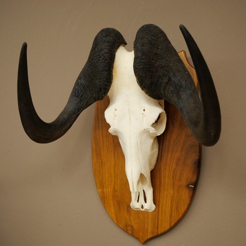 Gnu weißschwanzgnu - gnu,