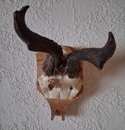 Abnormer rehbock - rehbock, /