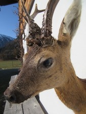 Rehbock Tierpräparat