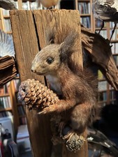 Eichhörnchen mit Tannenzapfen