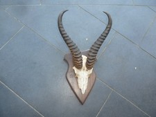 Springbock Geweih Namibia