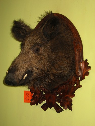 Wildschweinkopf mittel - (81), +