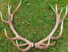 gutes Paar Geweihstangen