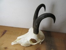 Gams Gamsbock Gämse