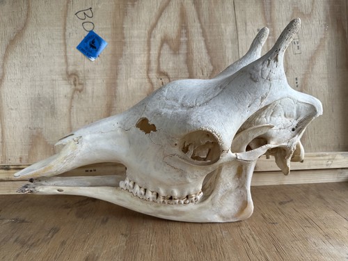 Neu giraffen schädel giraffe - neu,