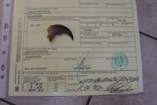 Schwarzbärkralle Bärenkralle