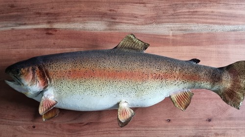 Regenbogenforelle