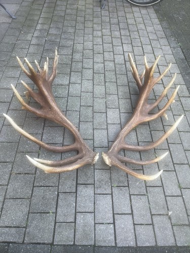 Abwurfstangen rothirsch deko - abwurfstangen,