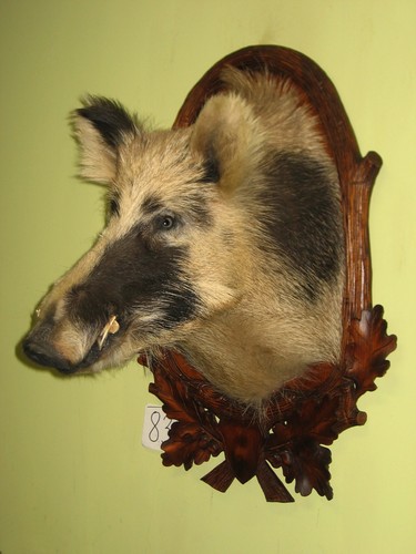 Wildschweinkopf groß - , (83)