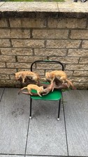 Antike Taxidermie - 3er Gruppe