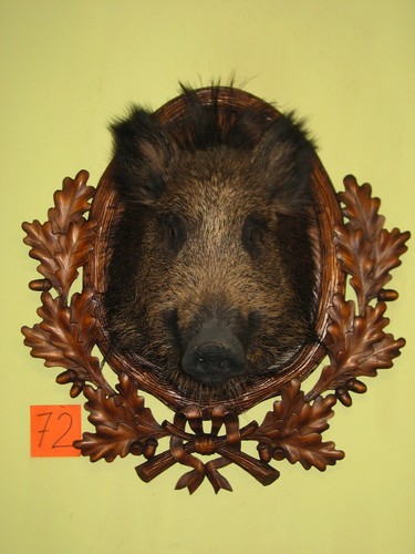Wildschweinkopf mittel - , +