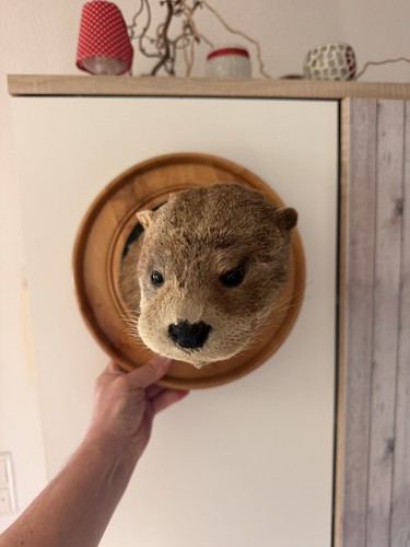 Präparat,Tierpräparat,ausges