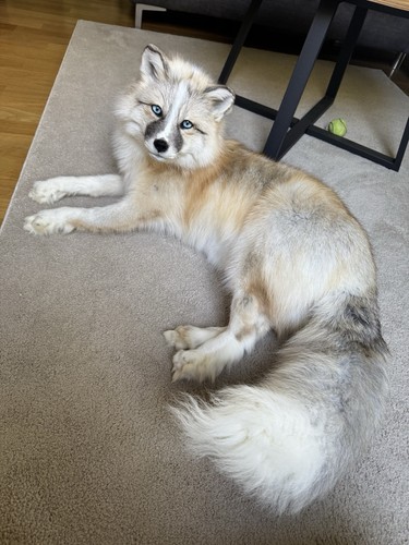 Fuchs softmount taxidermy - fuchs,