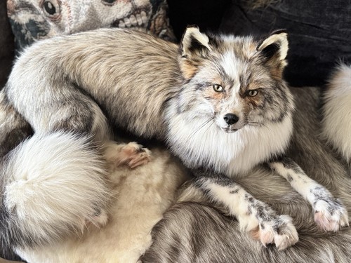 Softmount cross ringneck fuchs - cross,
