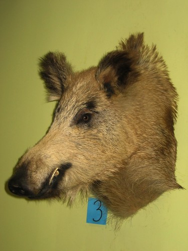 Wildschweinkopf groß gefleckt