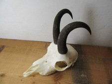 Gams Gamsbock Jährling Gämse