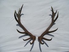 Kapitale Abwurfstange Paar