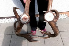 2 frische Abwurfstangen